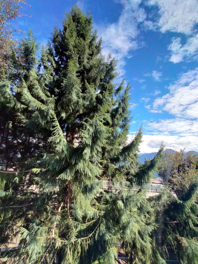 Tall evergreen Taiwan Cedar tree against a blue sky with scattered clouds