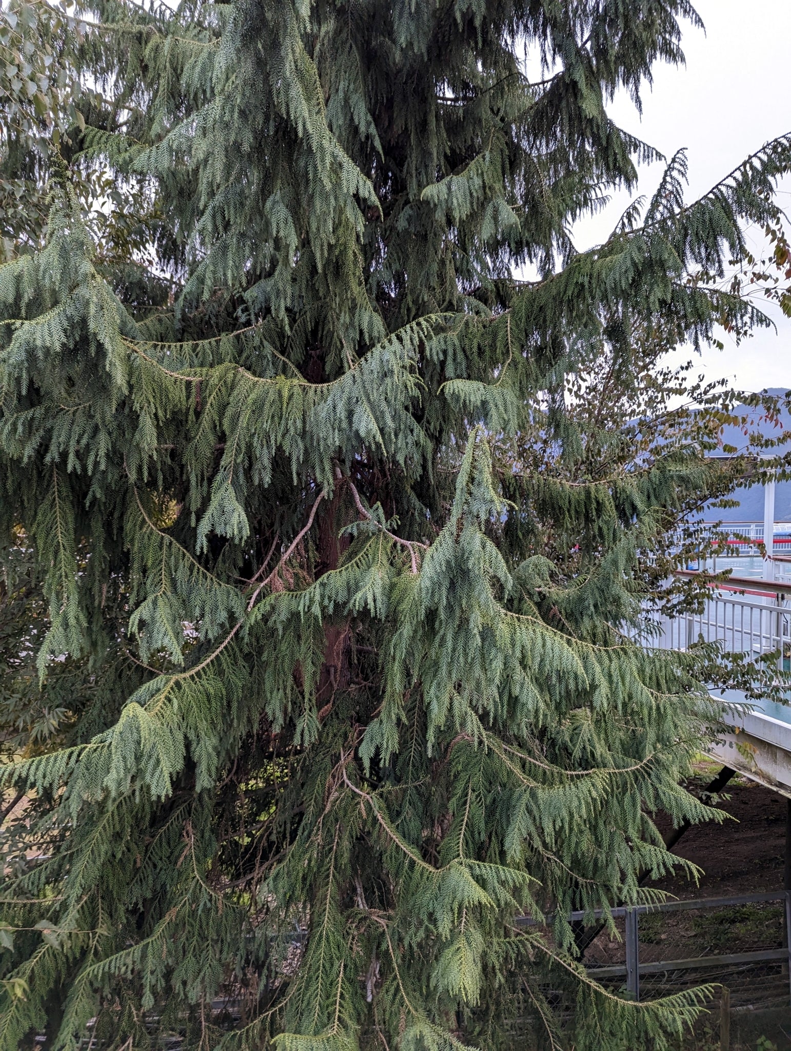 Tall evergreen Taiwan Cedar tree with a blurred background. (Taiwania cryptomerioides)