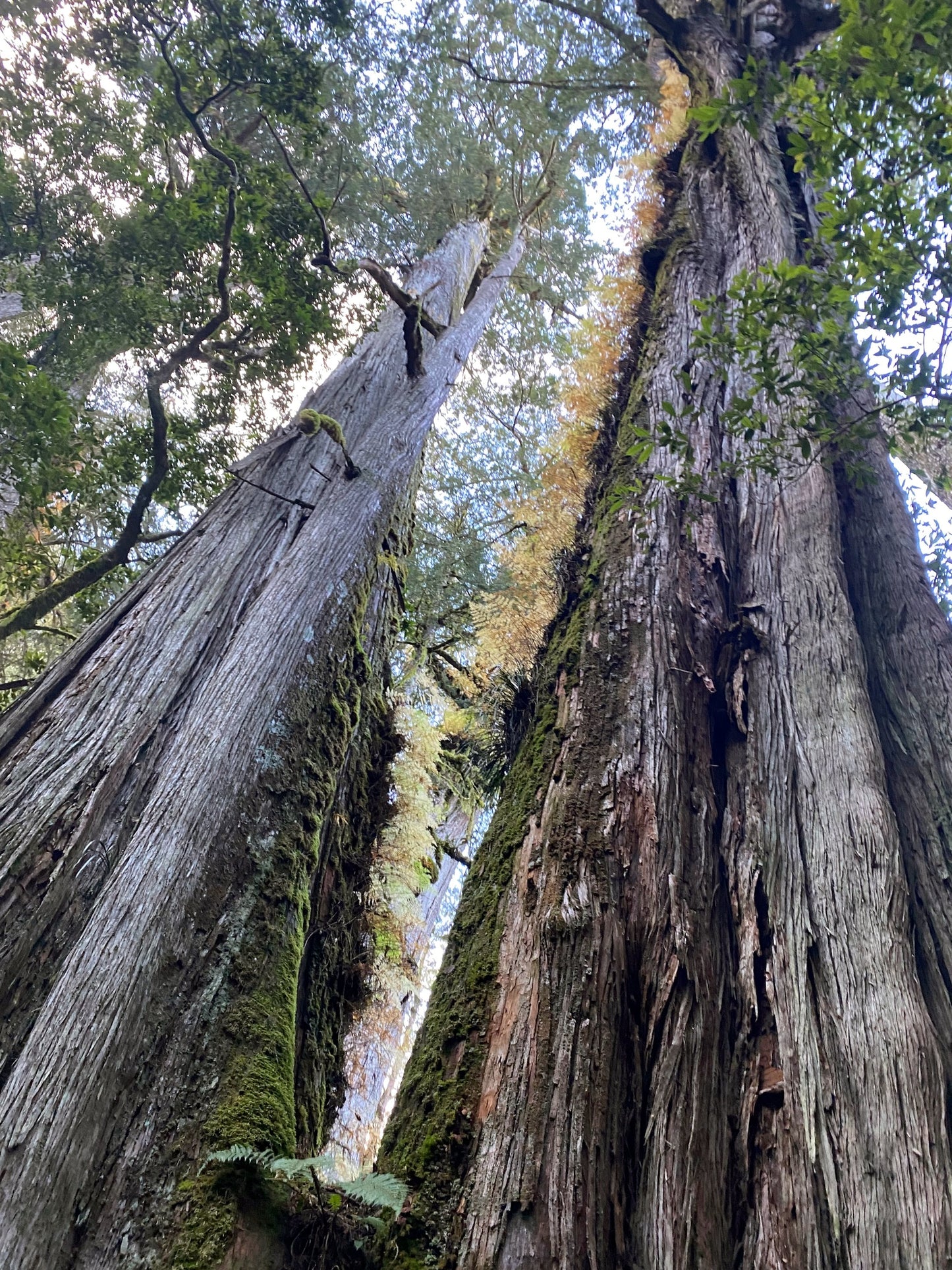 Tall Taiwan Cedar trees with moss-covered trunks in a forest setting. (Taiwania cryptomerioides)