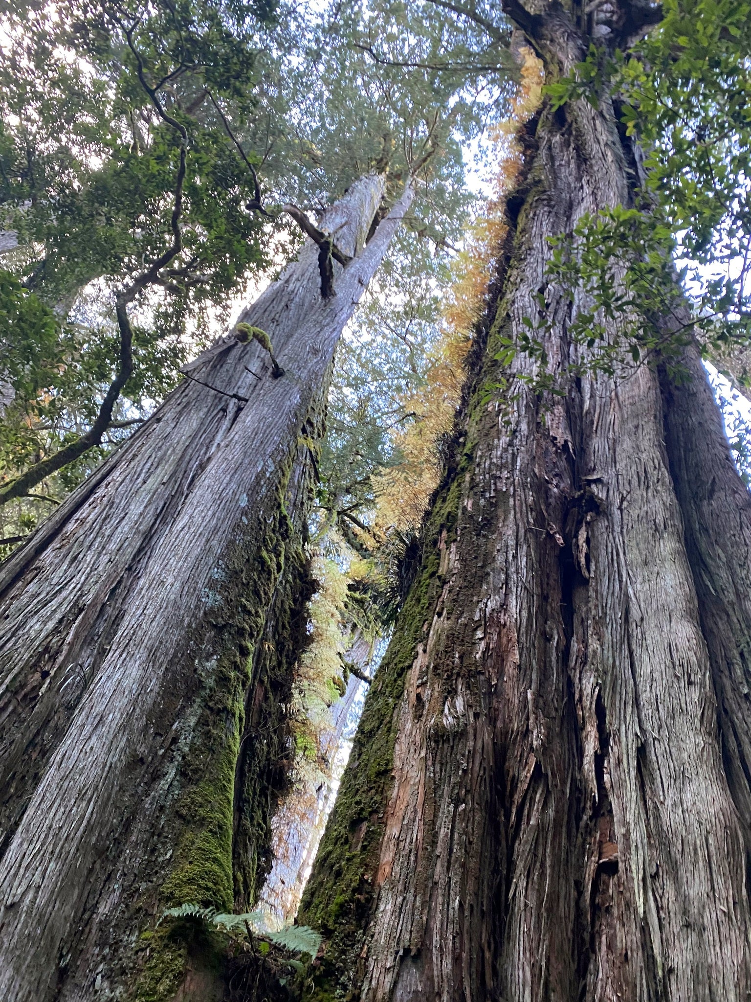 Tall Taiwan Cedar trees with moss-covered trunks in a forest setting. (Taiwania cryptomerioides)