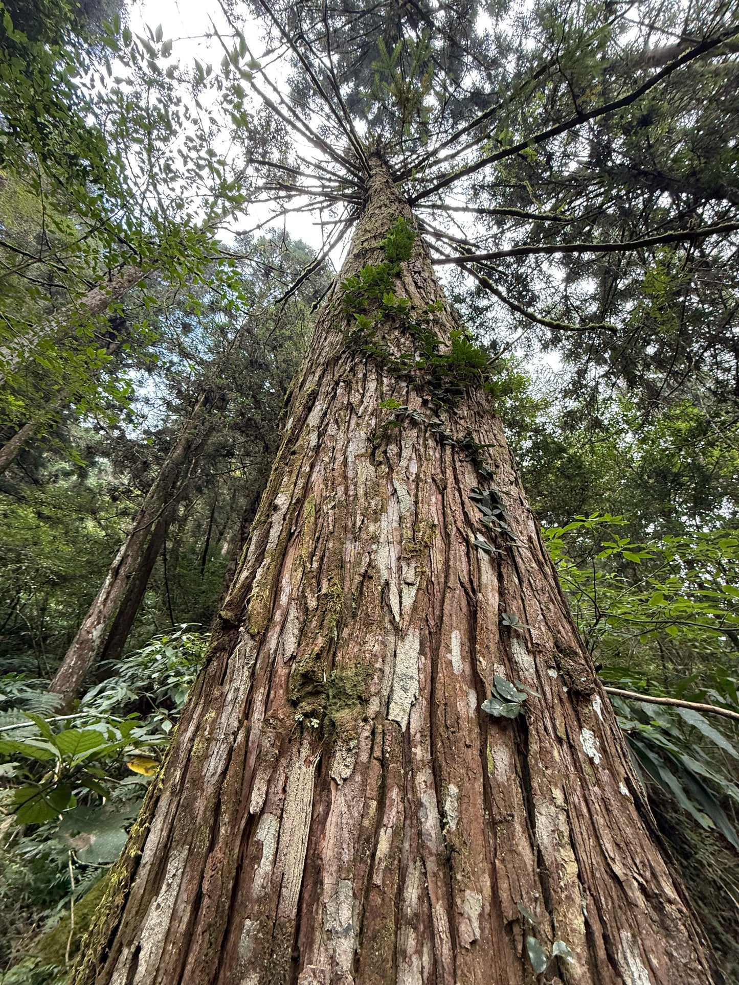 Tall Taiwan Cedar tree trunk in a forest with green foliage