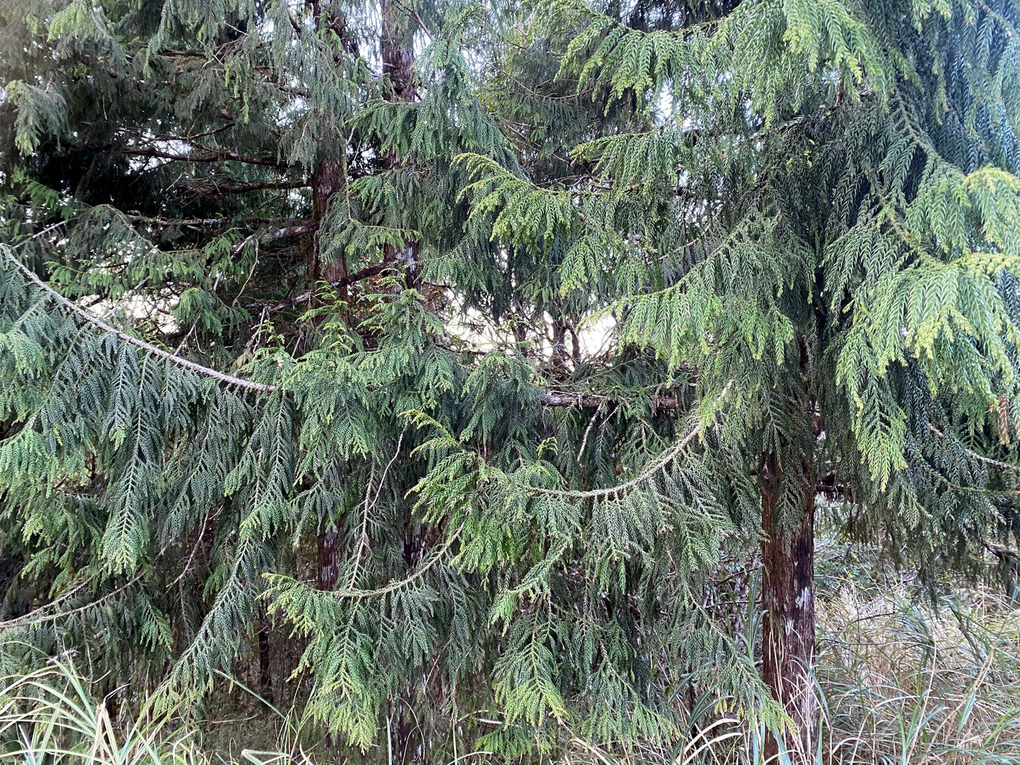 Tall evergreen Taiwan Cedar tree with dense green foliage in a forest setting