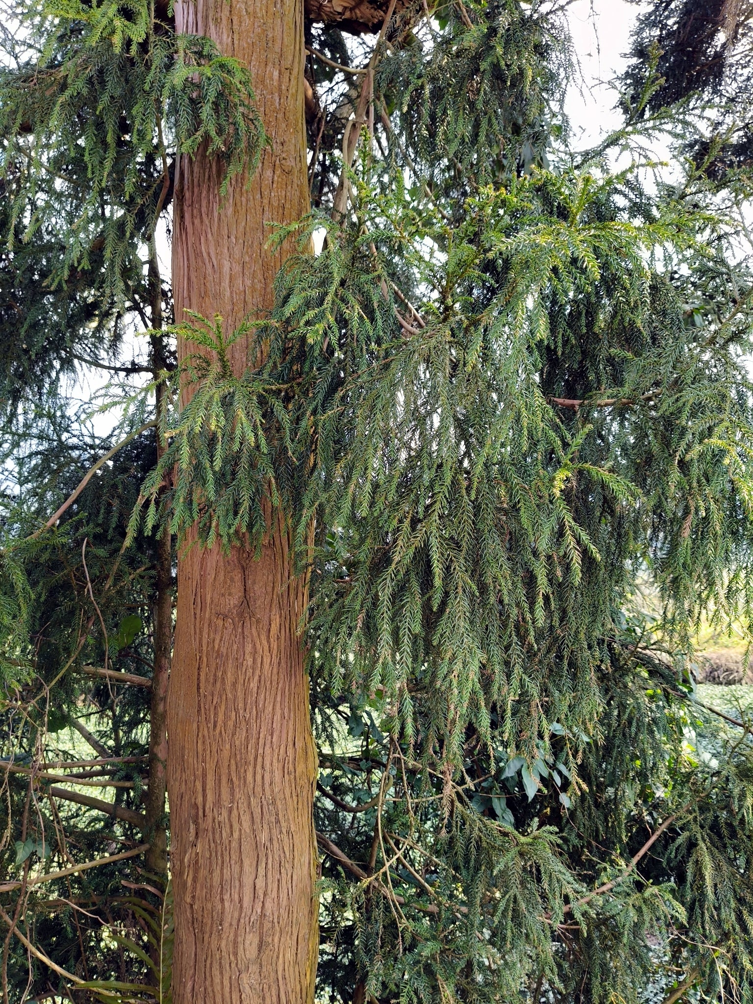 Tall Taiwan Cedar tree with a thick trunk and dense green foliage