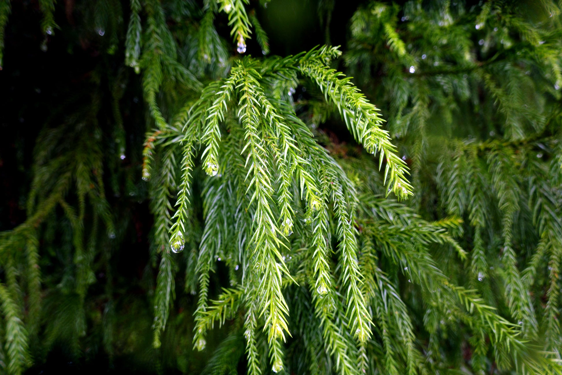 Close-up of green Taiwan Cedar evergreen tree foliage with water droplets on leaves. (Taiwania cryptomerioides)