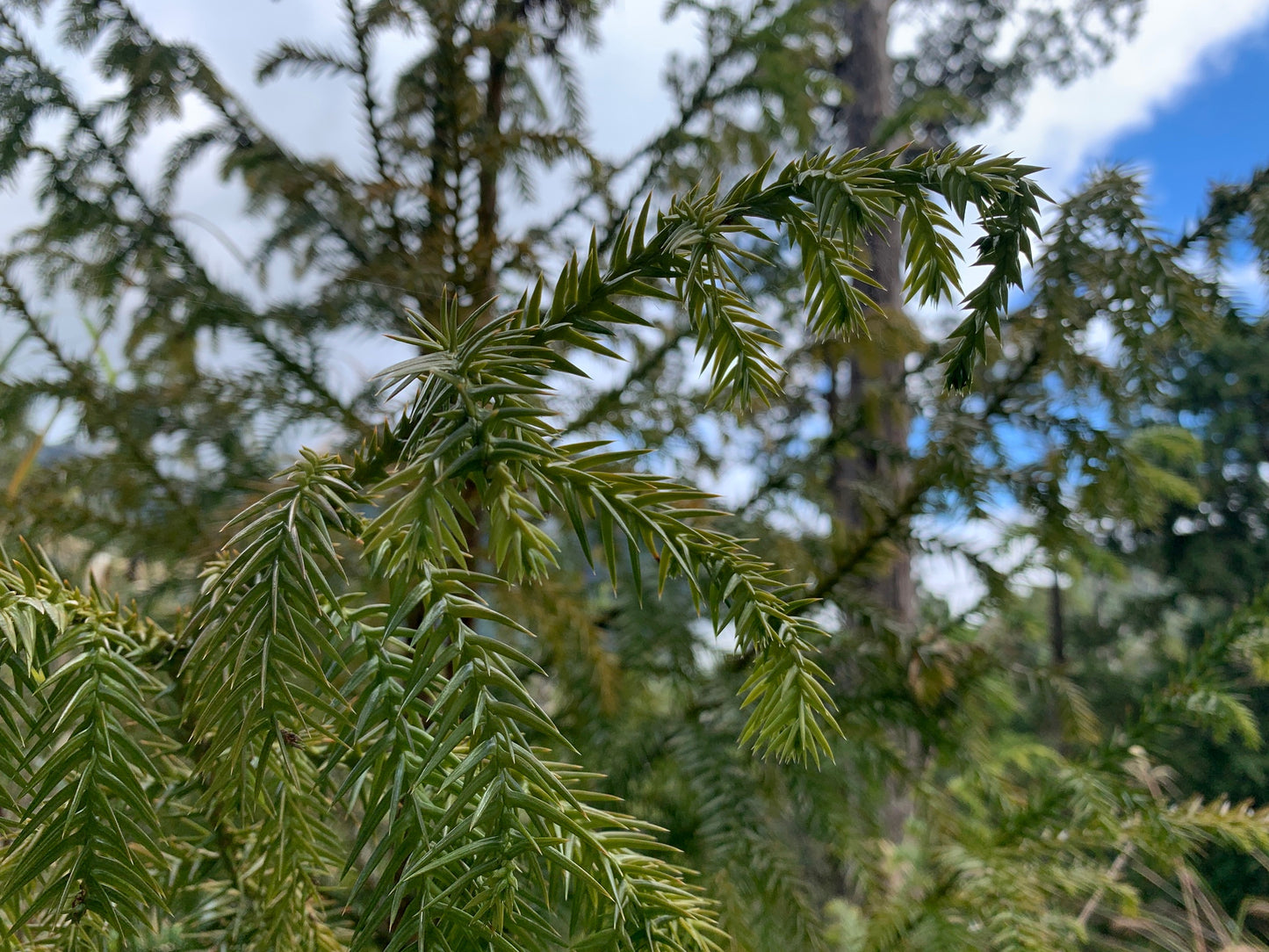Close-up of a coniferous Taiwan Cedar tree branch with a blurred forest background. (Taiwania cryptomerioides)