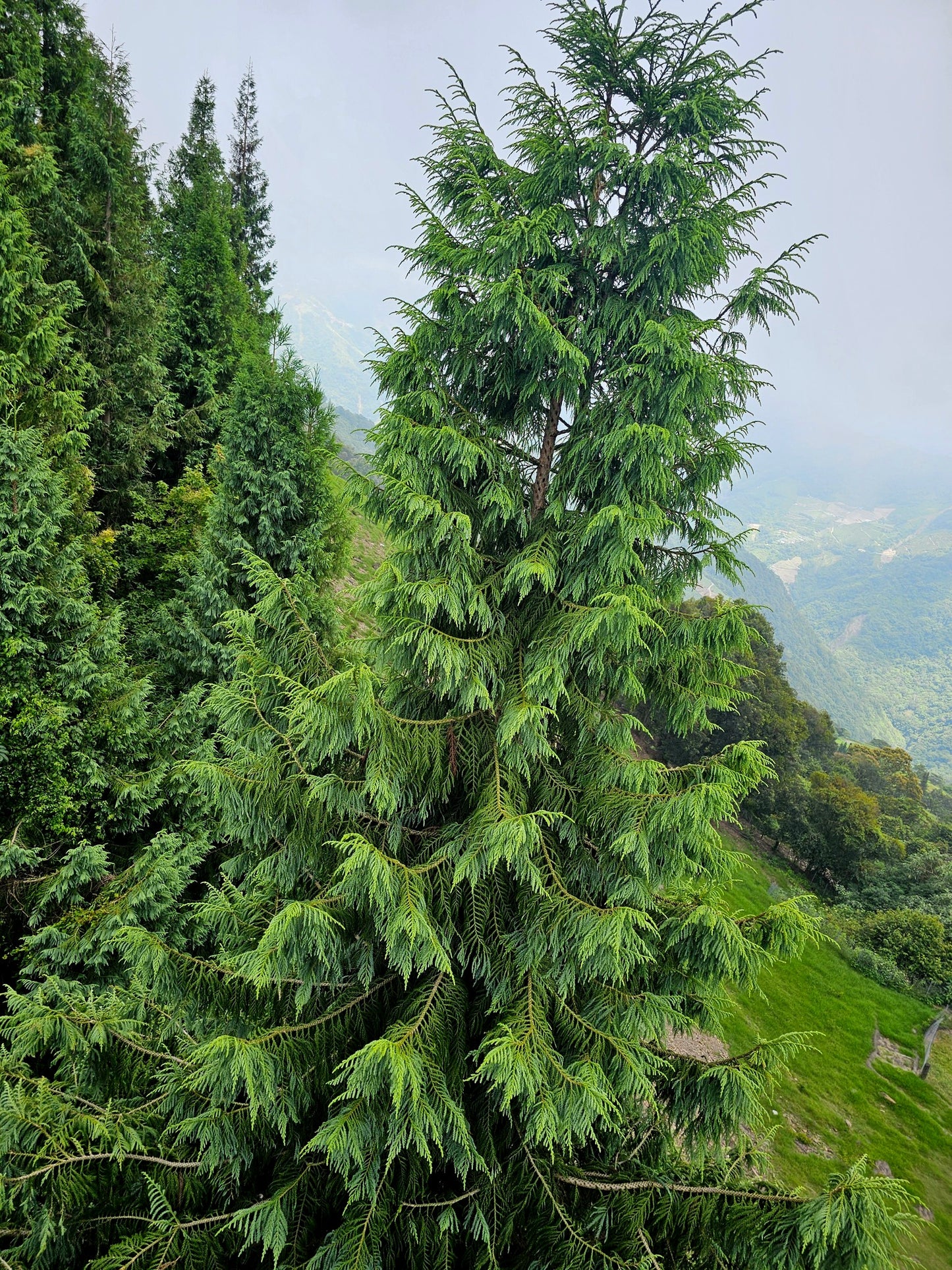 Tall green Taiwan Cedar tree in a forest with a mountainous background
