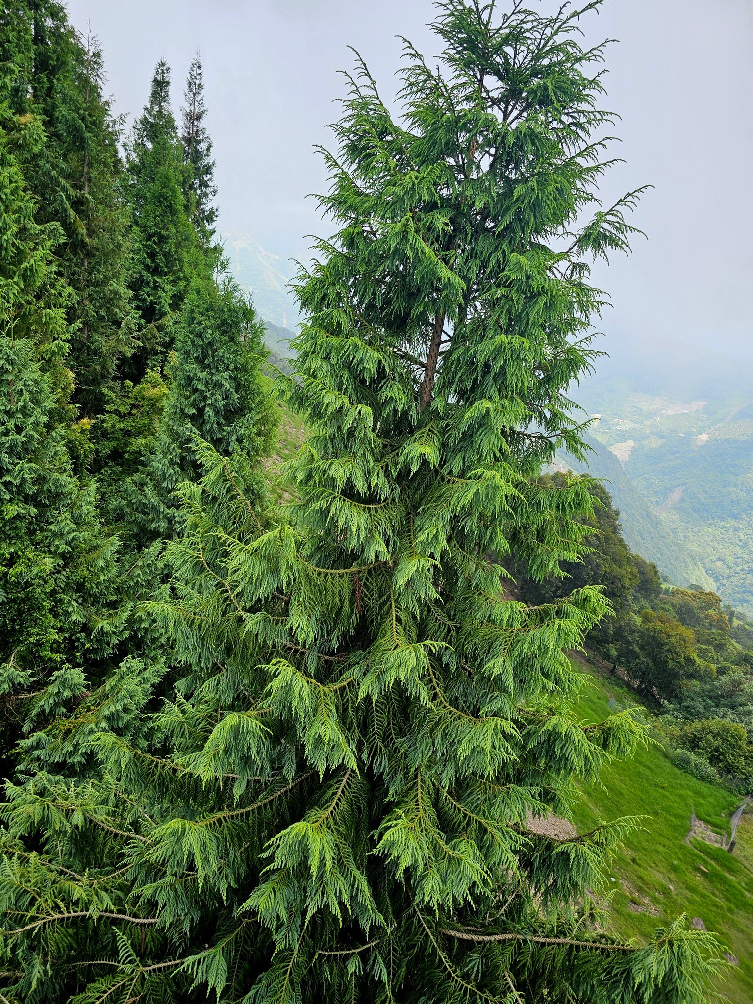 Tall green Taiwan Cedar tree in a forest with a mountainous background