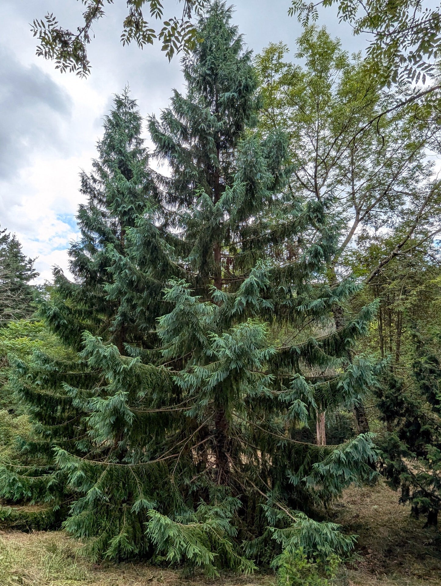 Tall evergreen Taiwan Cedar tree in a forest setting with a cloudy sky. (Taiwania cryptomerioides)