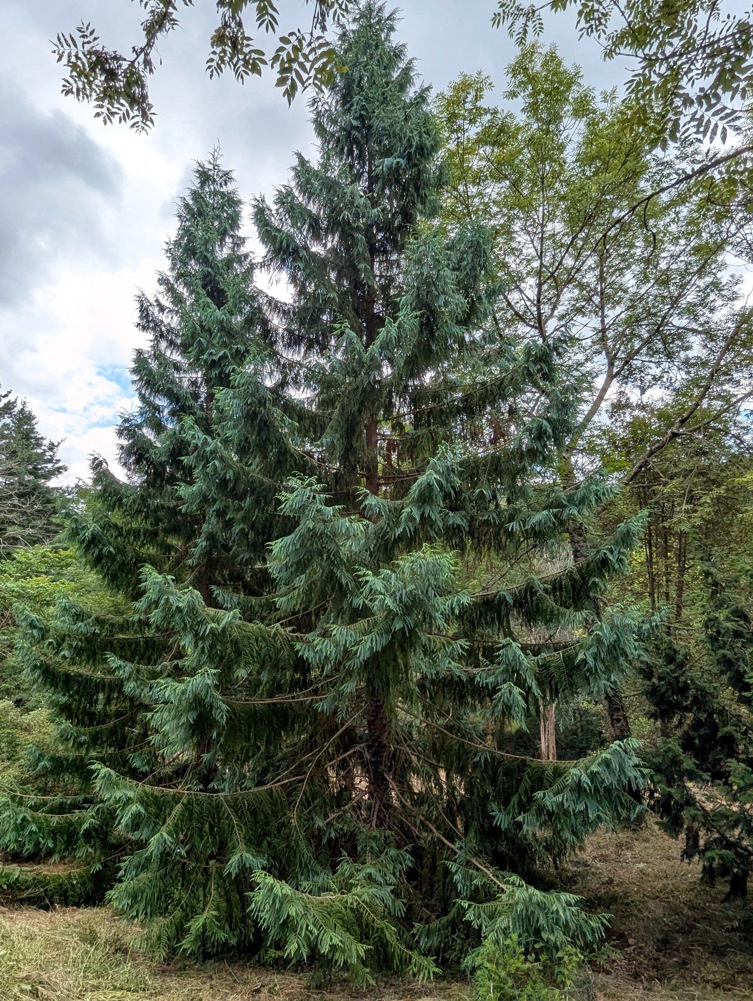 Tall evergreen Taiwan Cedar tree in a forest setting with a cloudy sky. (Taiwania cryptomerioides)