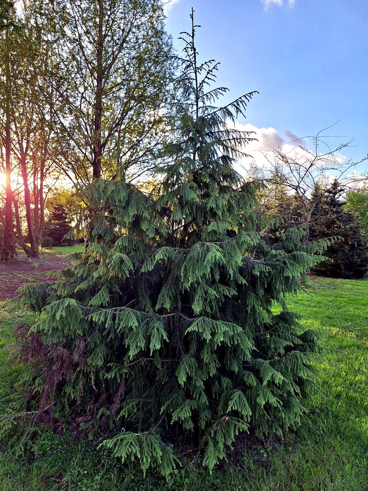 Tall evergreen Taiwan Cedar tree in a park with sunlight filtering through the branches
