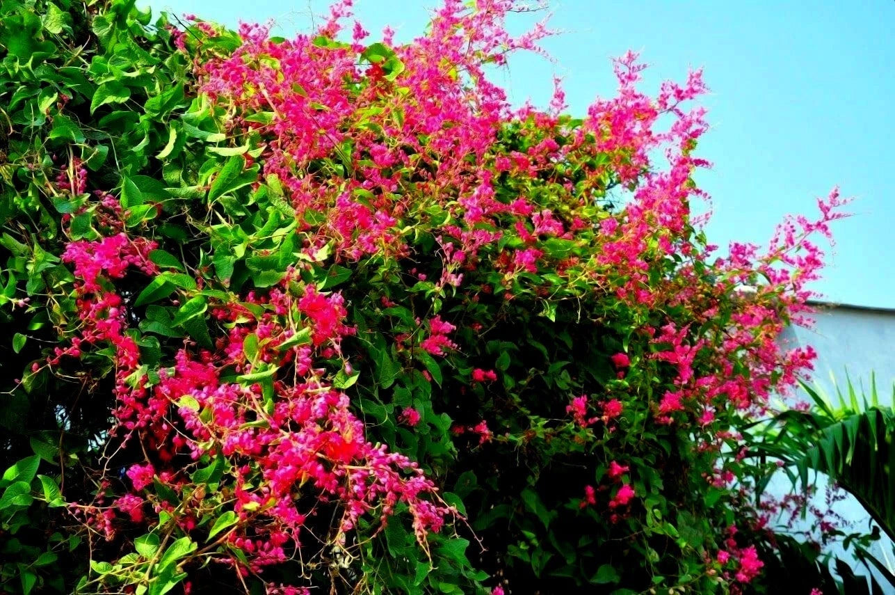 Pink flowering coral vine against a blue sky