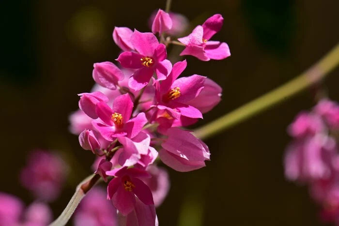 Close-up of pink love vine flowers with a blurred background