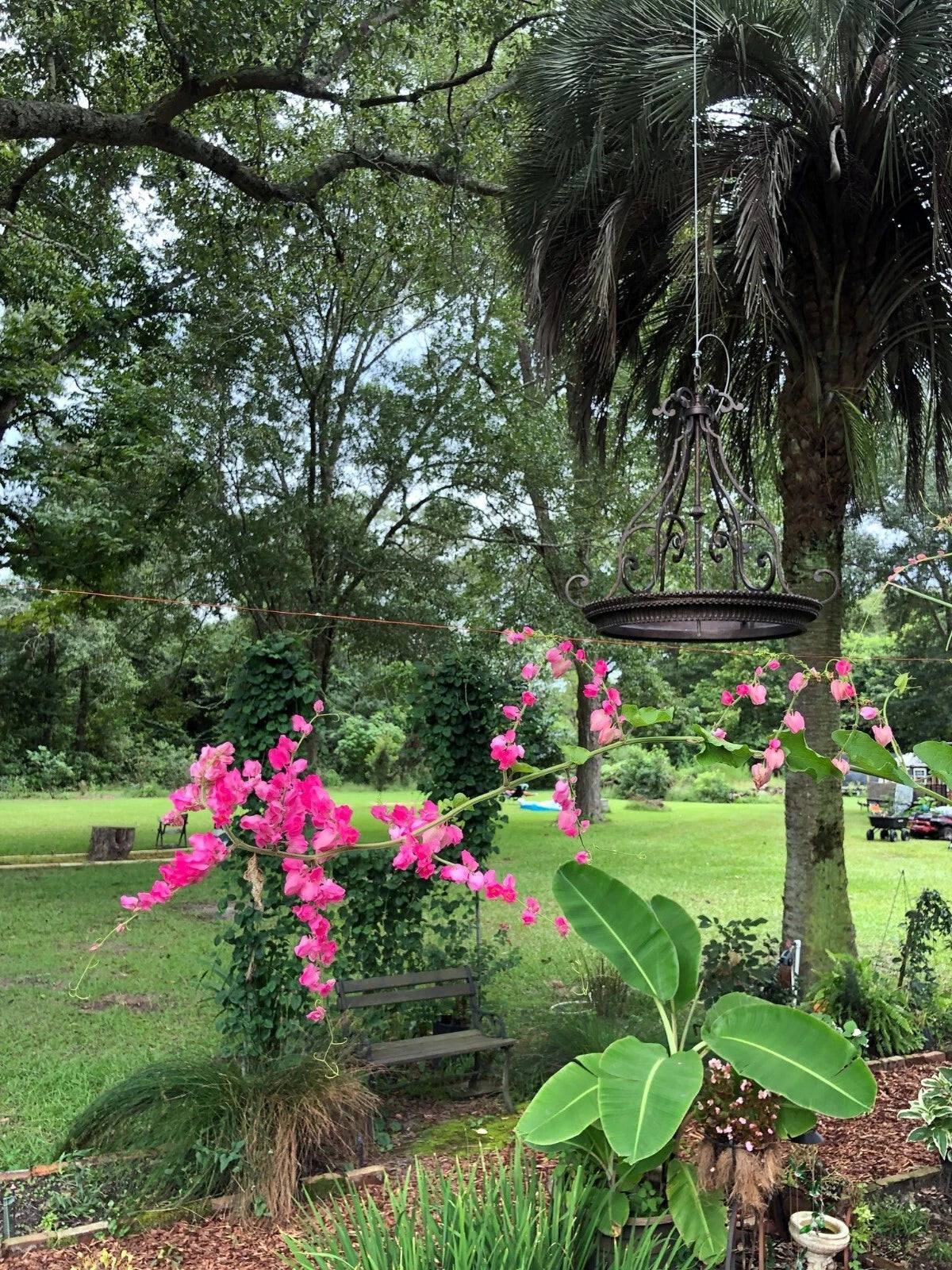 Garden scene with pink Coral Vine flowers, a bird feeder, and greenery.