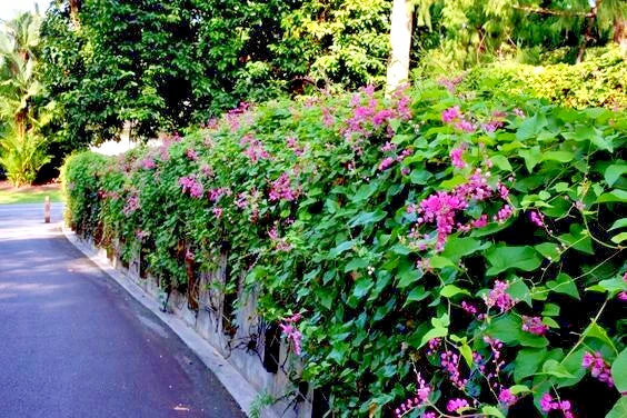Flowering green hedge of Coral Vines along a paved road with trees in the background