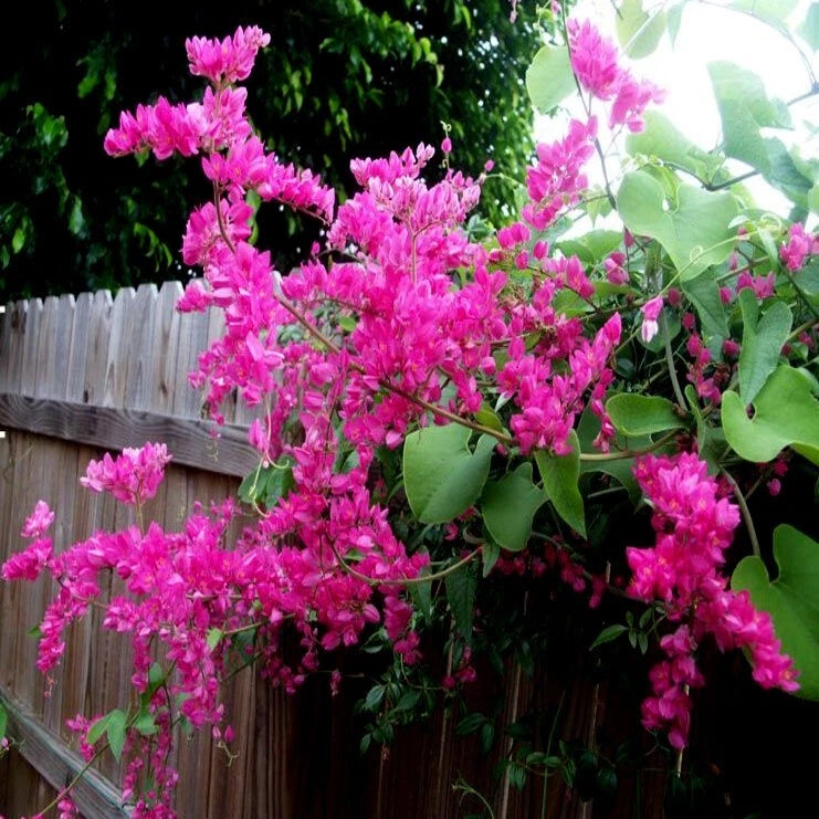 Pink flowering Coral Vine plant with green leaves against a wooden fence background