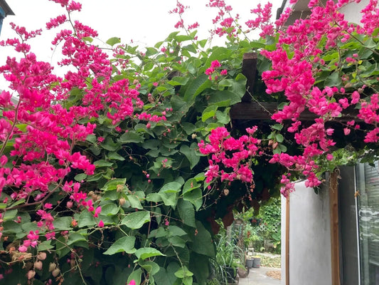 Coral Vine (Antigonon leptopus) Pink flowers with green leaves in front of a building