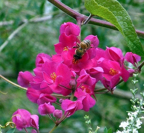 Pink coral vine flowers with a bee on a green blurred background