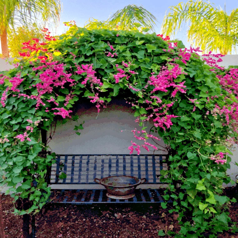 Bench surrounded by covered arch of pink coral vine flowers with palm trees in the background