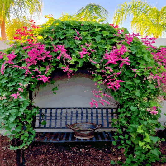 Bench surrounded by covered arch of pink coral vine flowers with palm trees in the background