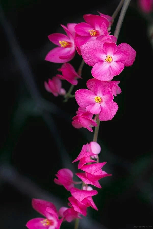 Close-up of vibrant pink mexican love vine flowers with a dark background