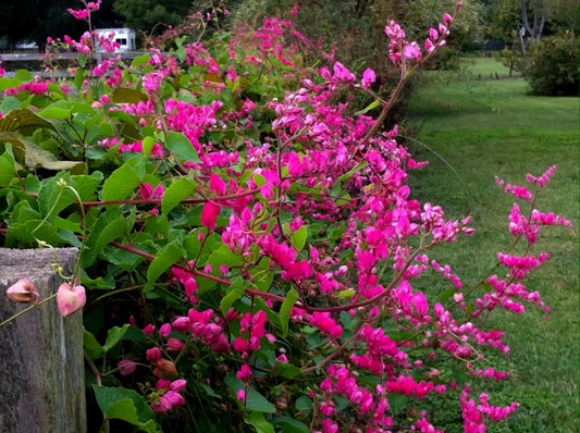 Pink coral vine flowering plant with green leaves in a garden setting
