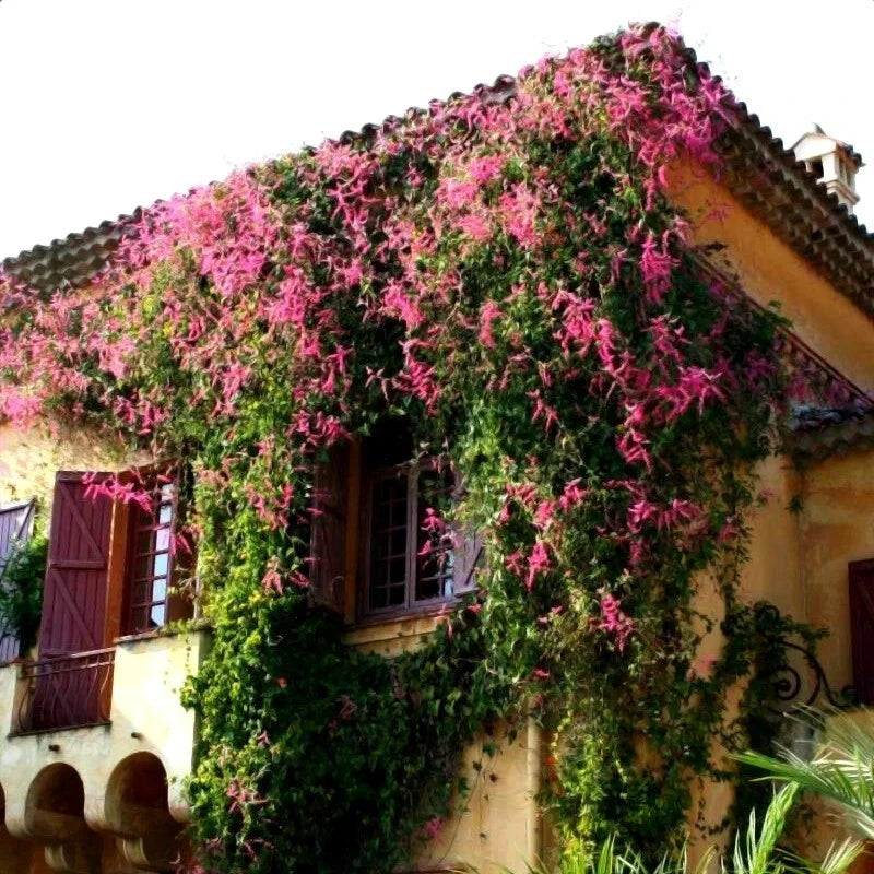 Coral Vine-covered building with pink flowers in a Mediterranean-style setting