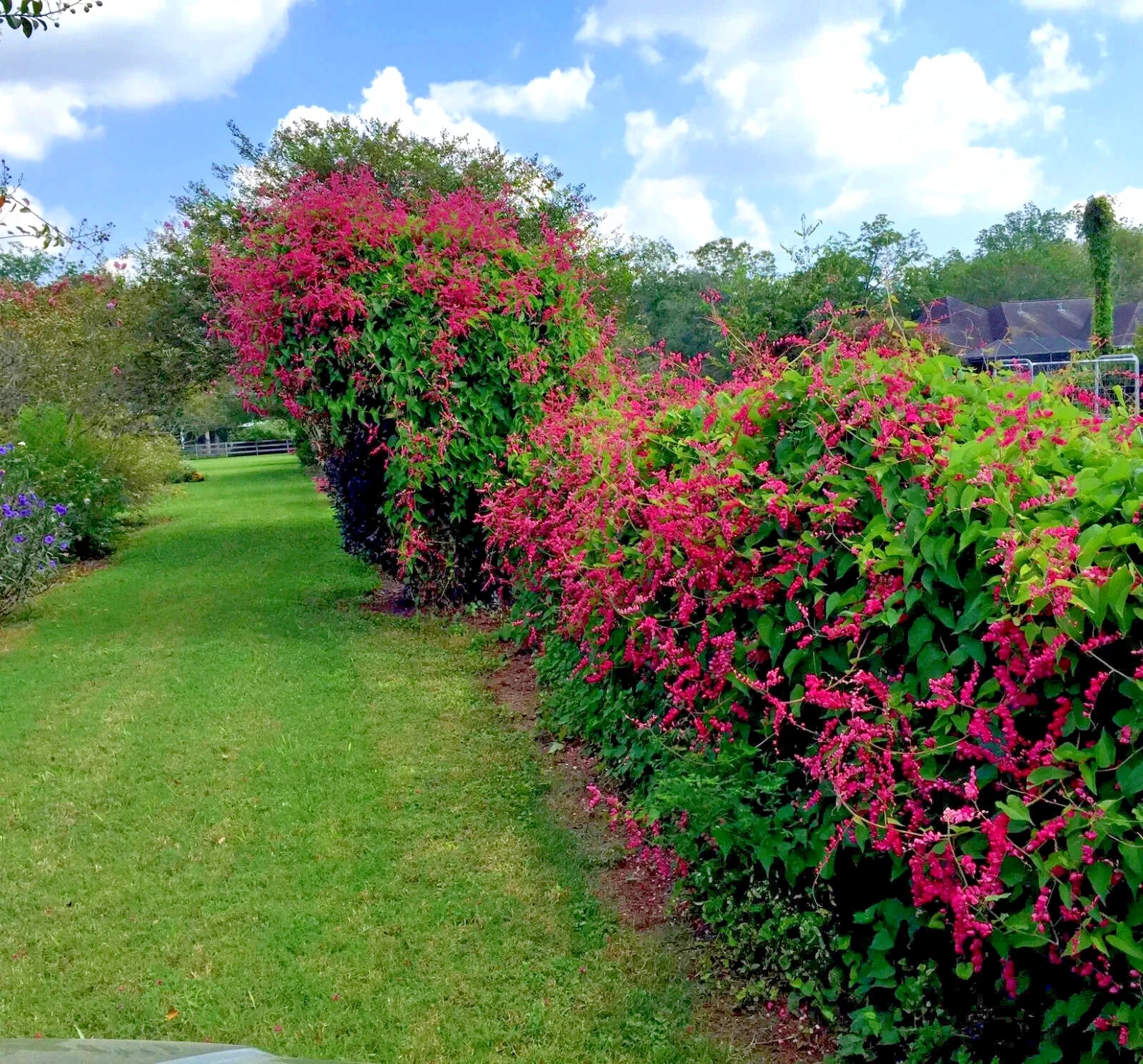 Row of flowering Coral vines lining a grassy path with a clear blue sky.