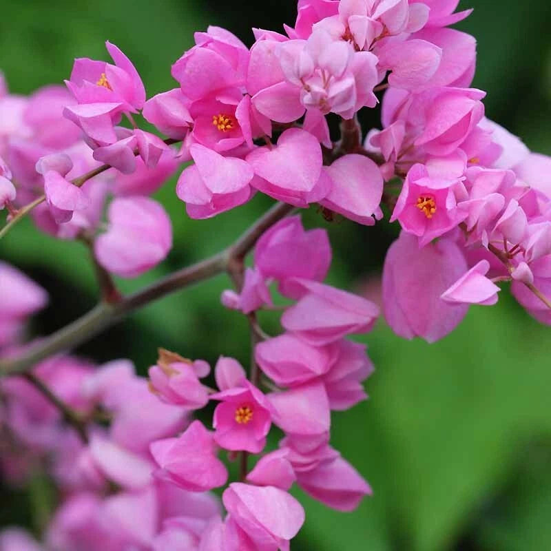 Close-up of pink coral vine flowers with a blurred green background