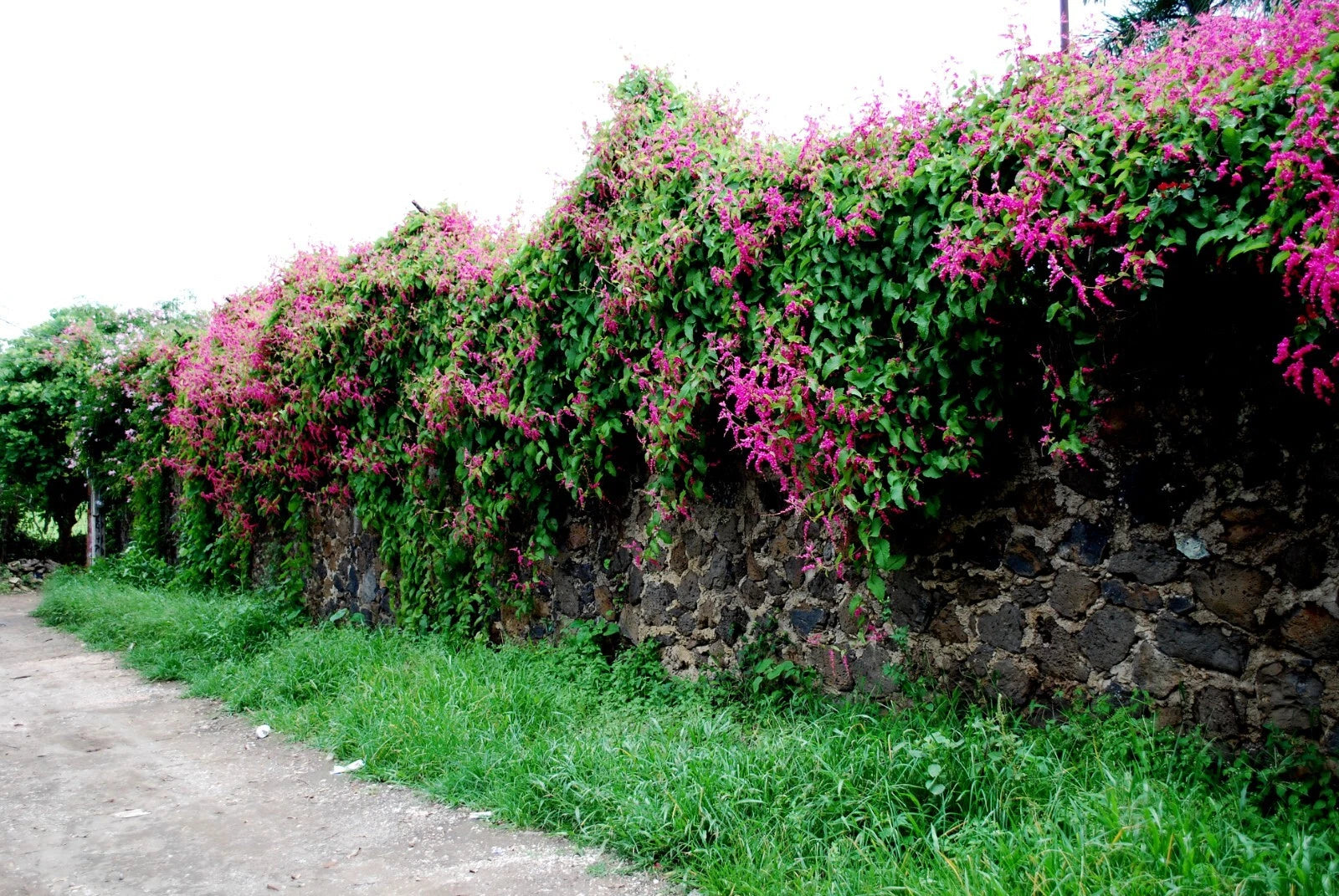 Floral wall with pink coral vine flowers and green leaves next to a stone wall.