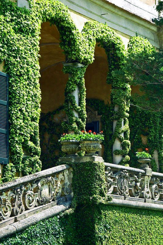 Decorative stone archway with Virginia Creeper Vine ivy and floral pots in a garden setting. (Parthenocissus quinquefolia)