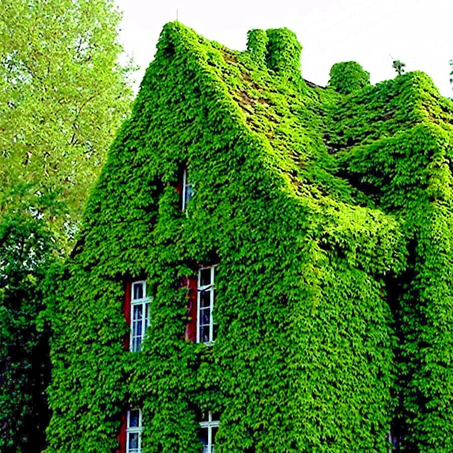 Green Virginia Creeper Vine ivy-covered building with trees in the background. (Parthenocissus quinquefolia)