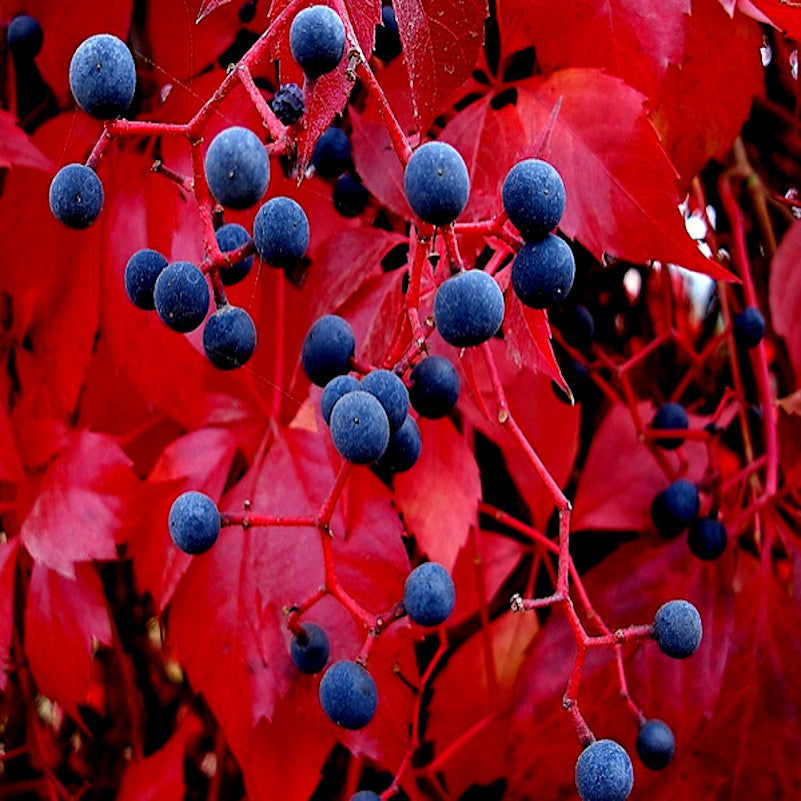 Blue berries on red leafed Virginia Creeper Vine plant. (Parthenocissus quinquefolia)