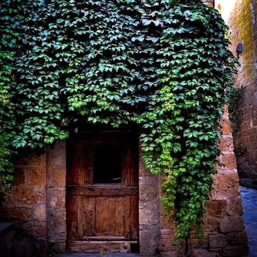 Wooden door surrounded by Virginia Creeper vine ivy on a stone wall. (Parthenocissus quinquefolia)
