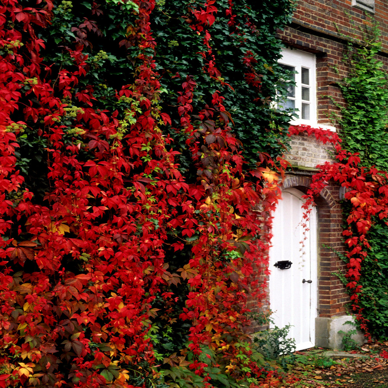 Brick building with a white door and red and green Virginia Creeper Vine ivy