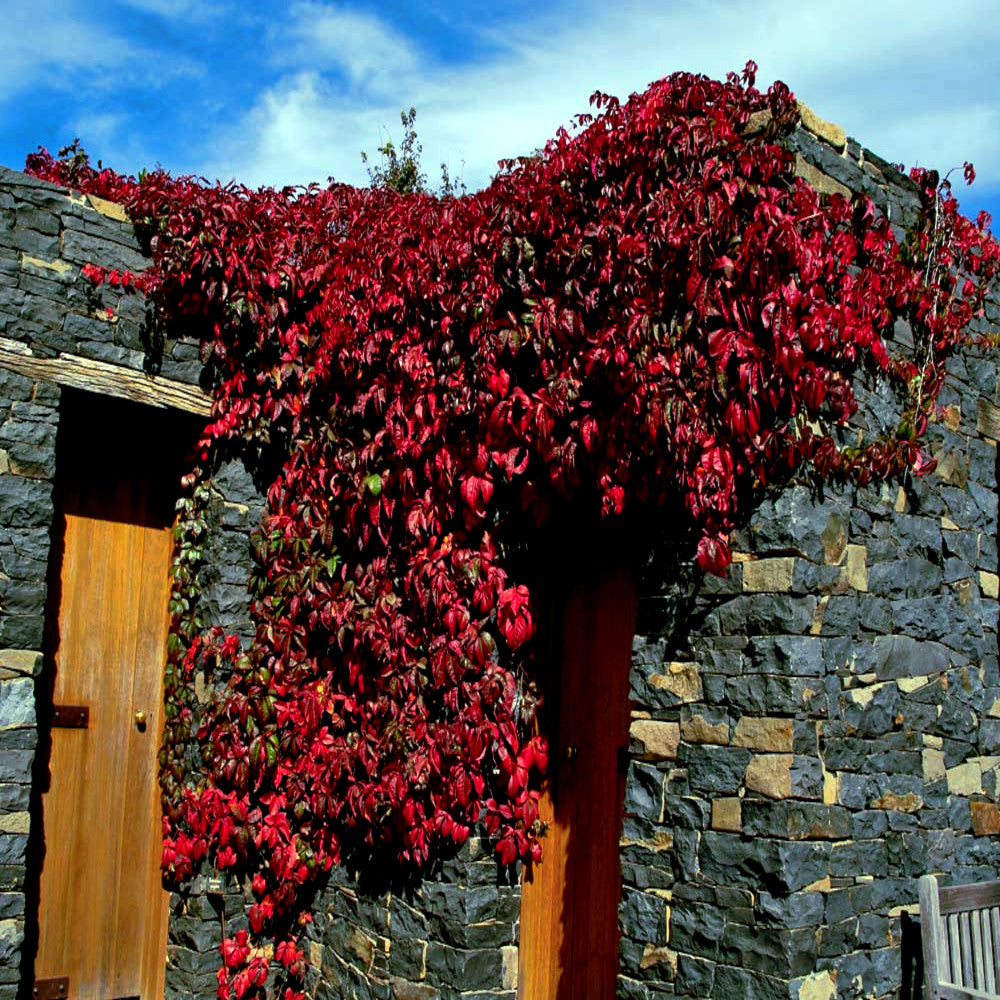 Red leaves Virginia Creeper Vine plant growing over a stone wall with wooden archway