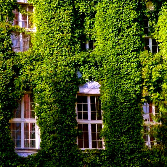 Building facade covered in green Virginia Creeper vine ivy with windows visible through the leaves. (Parthenocissus quinquefolia)