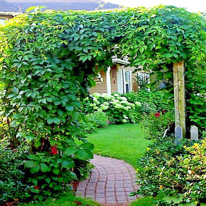 Virginia Creeper Vine growing on garden pathway arch leading to a house with greenery on either side. (Parthenocissus quinquefolia)