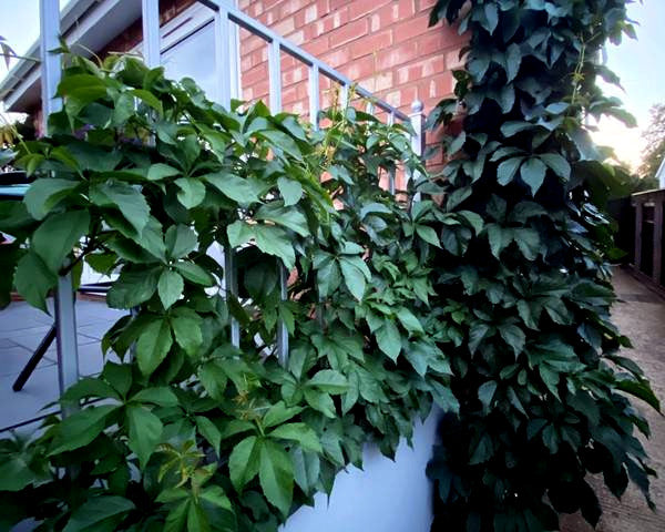 Green climbing Virginia Creeper Vine plants on a metal railing against a brick wall. (Parthenocissus quinquefolia)