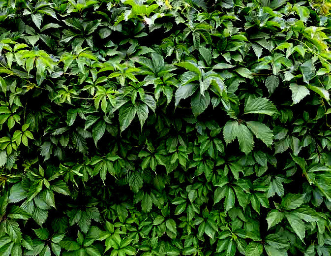  Dense green Virginia Creeper Vineleafy wall