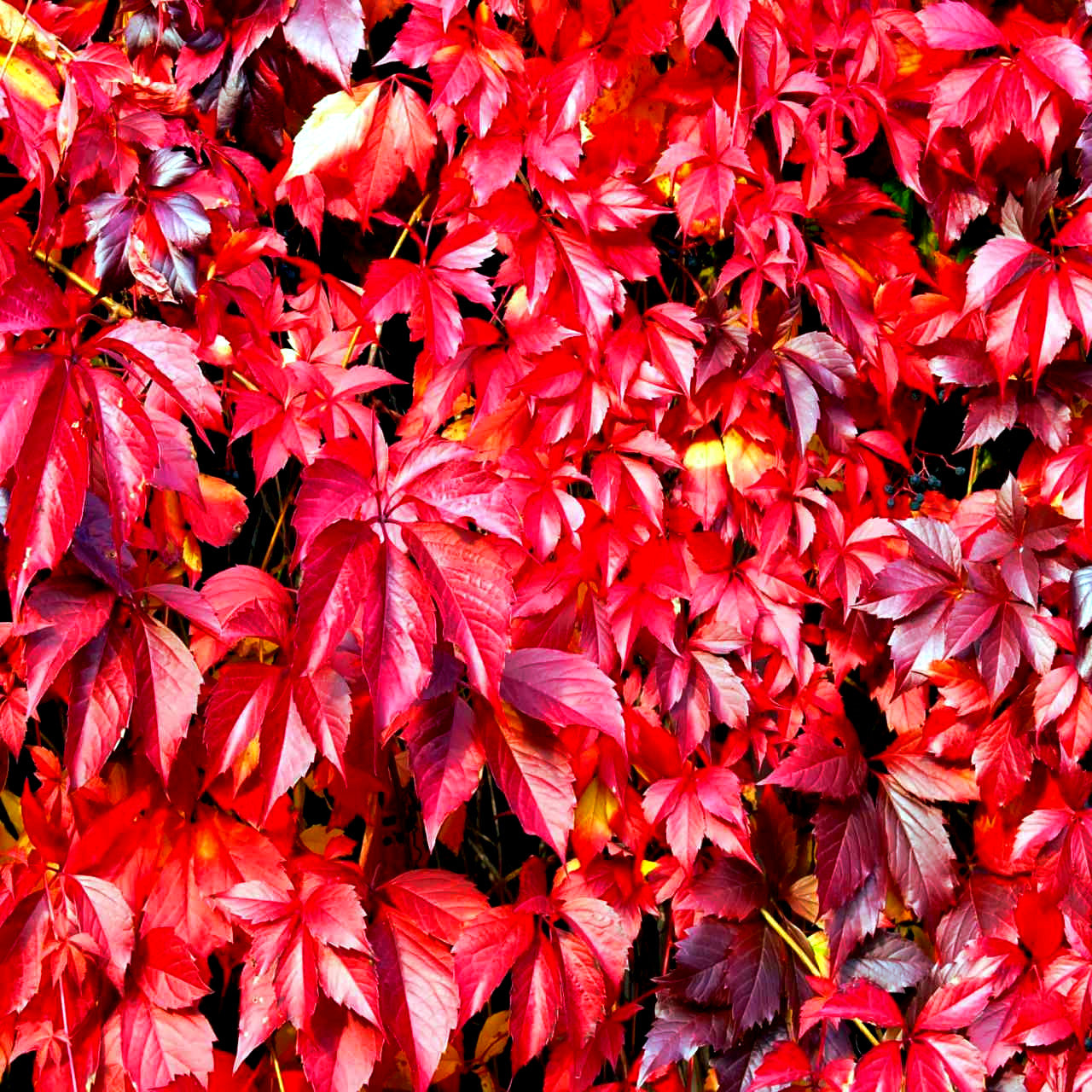 Close-up of vibrant red Virginia Creeper Vine leaves with a blurred background