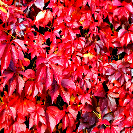 Close-up of vibrant red Virginia Creeper Vine leaves with a blurred background