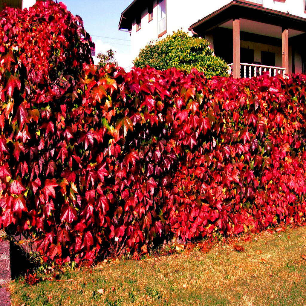 Red leafed Virginia Creeper vine covered hedge in front of a house