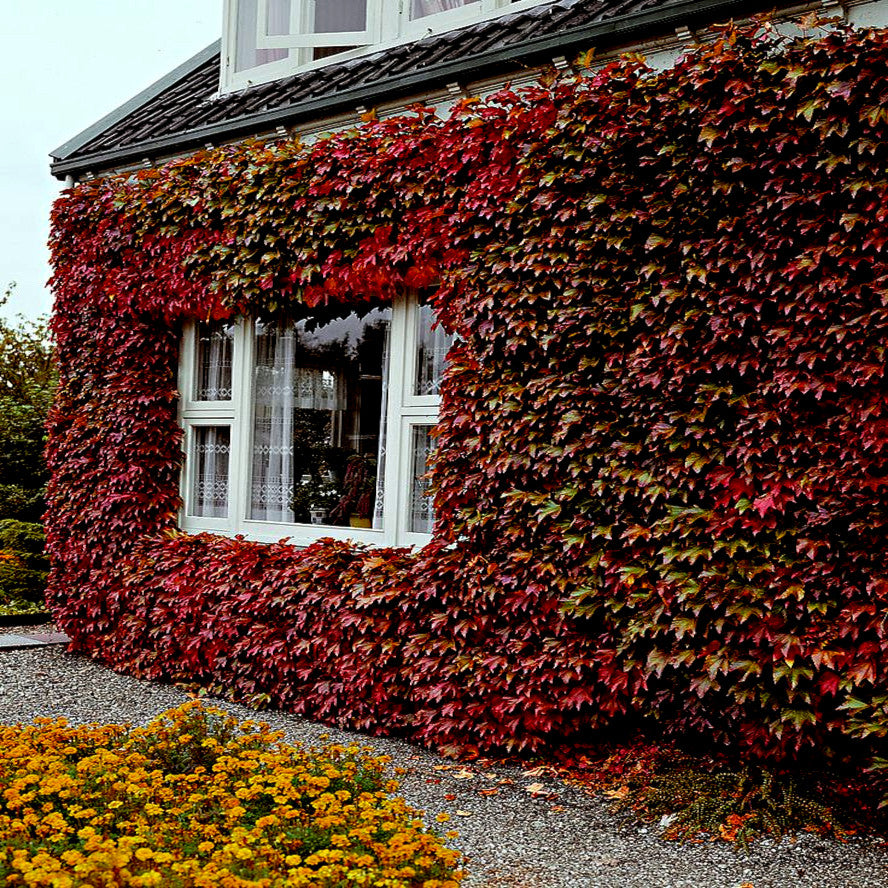 Building exterior covered in red and green Virginia Creeper vine ivy with a window. (Parthenocissus quinquefolia)