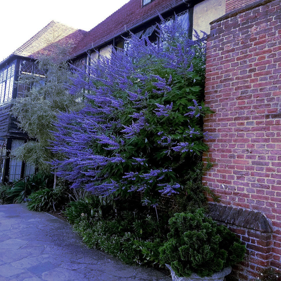 Chase tree purple lilac flowers against brick building. 