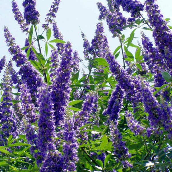 Purple Chaste tree lilac flowers with green leaves background. Monk's pepper (Vitex agnus-castus)