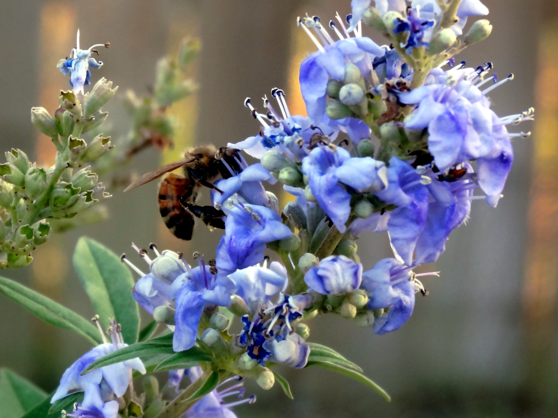 Close up view of Chaste tree Monk's pepper flower with bee collecting pollen. 