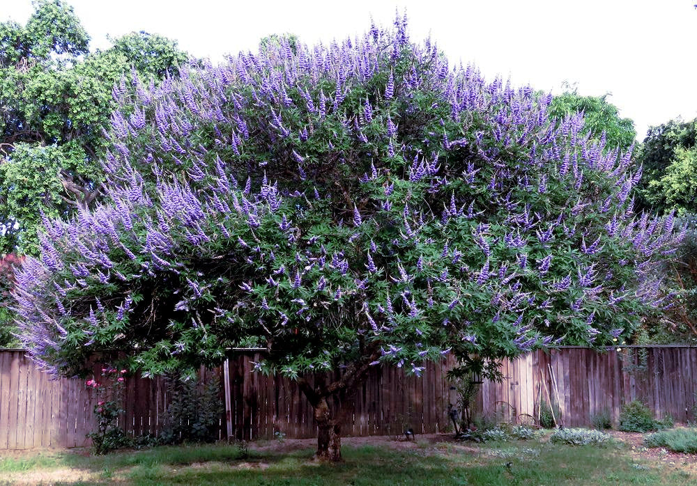 Large Chaste tree with purple flower spikes  with fence background in yard landscape. 