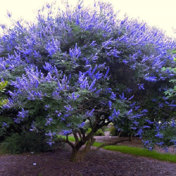 Chase tree with purple lilac flowers blooming in outdoor landscape. (Vitex agnus-castus)