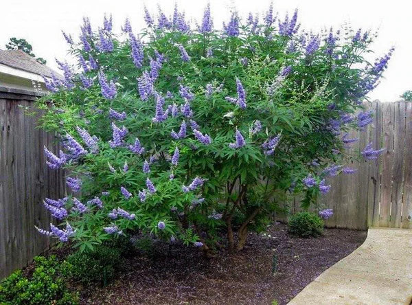 Chaste tree shrub with purple lilac flower spikes against fence in yard landscape. 