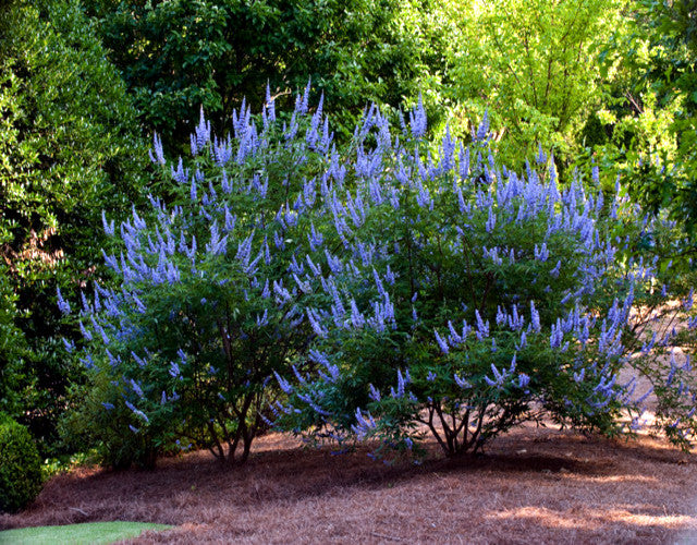 Chaste trees blooming blue flowers in garden landscape. Monk's Pepper